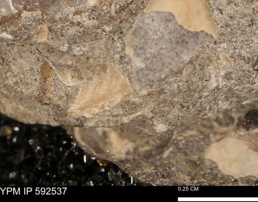 undet. Bivalvia