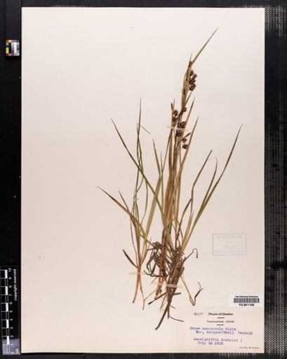 Carex paupercula