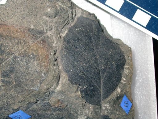 Angiospermopsida