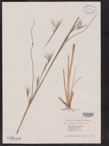 Andropogon virginicus