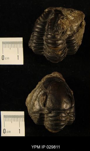 Dechenella rowi