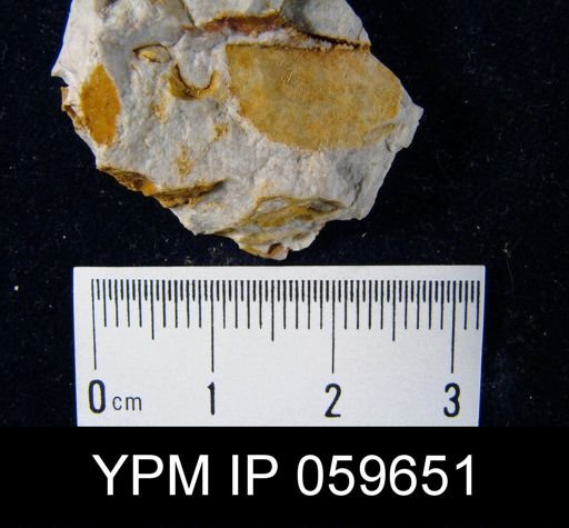 Chonostrophia reversa
