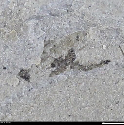 undet. Insecta