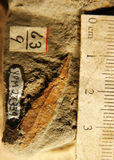 Salix argyrocarpa