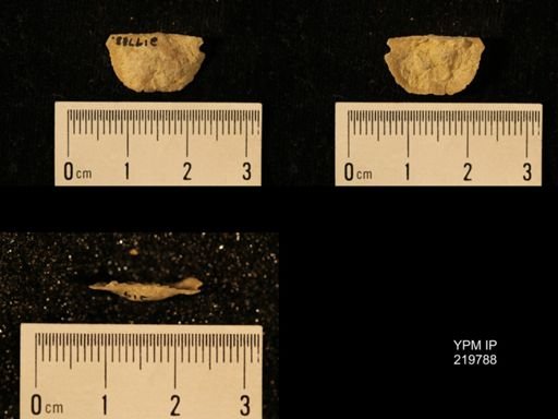 Chonetes granulifer
