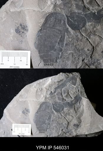 Eurypterus sp.