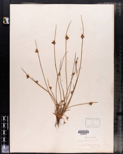 Scirpus debilis