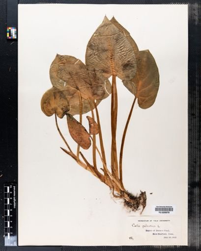 Calla palustris