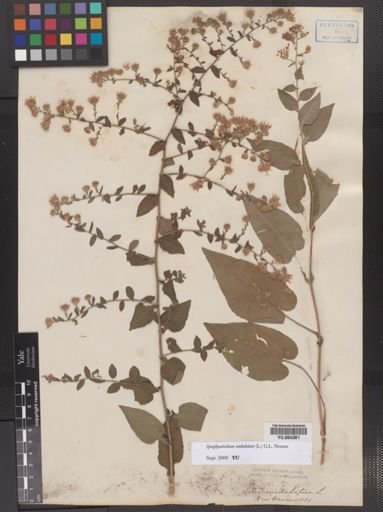 Symphyotrichum undulatum