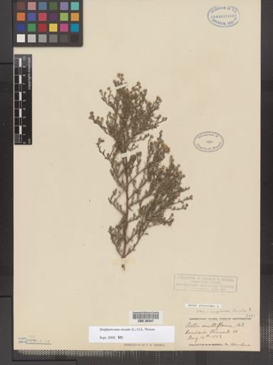 Symphyotrichum ericoides