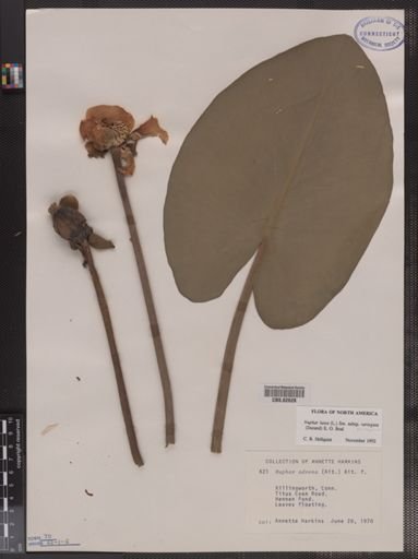 Nuphar advena