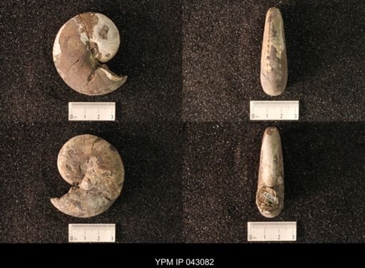 Hoploscaphites nicolletii