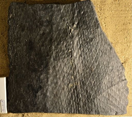 Lepidodendron sp.