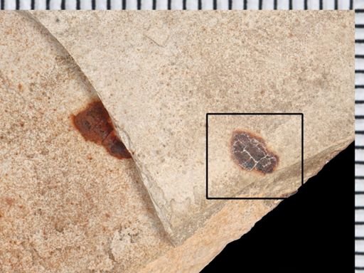 undet. Coleoptera