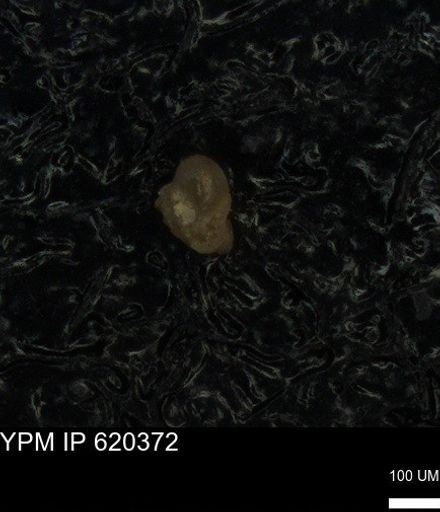 undet. Foraminiferida