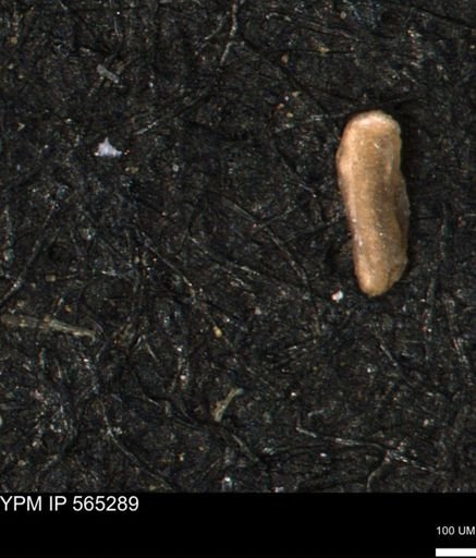 Miliammina manitobensis