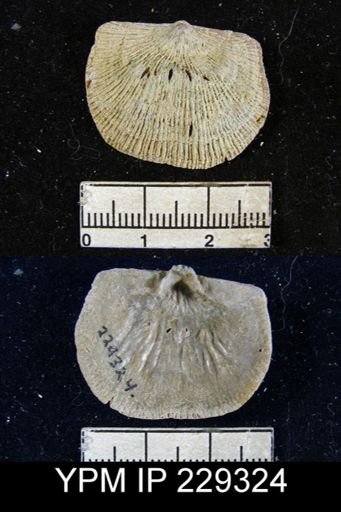 Derbya crassa texana