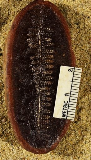 Asterotheca