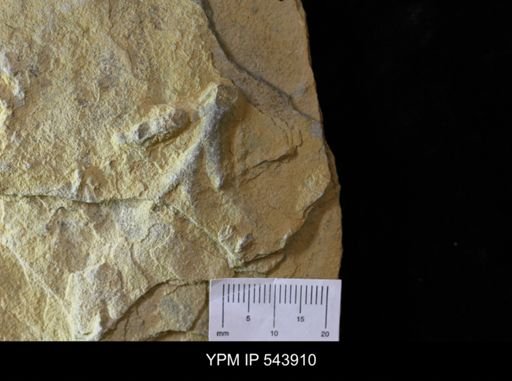 Dactylophycus?