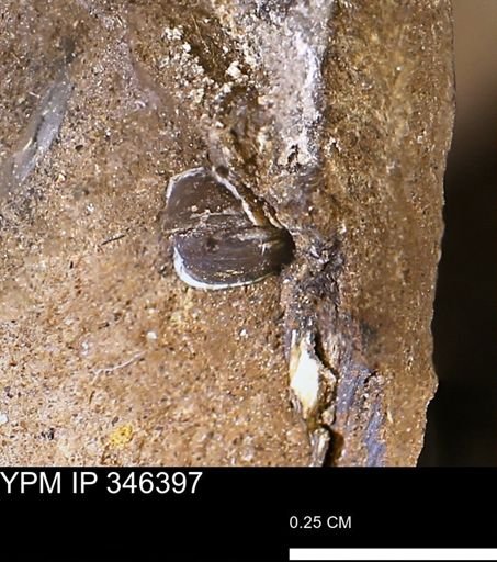 Corbulamella?