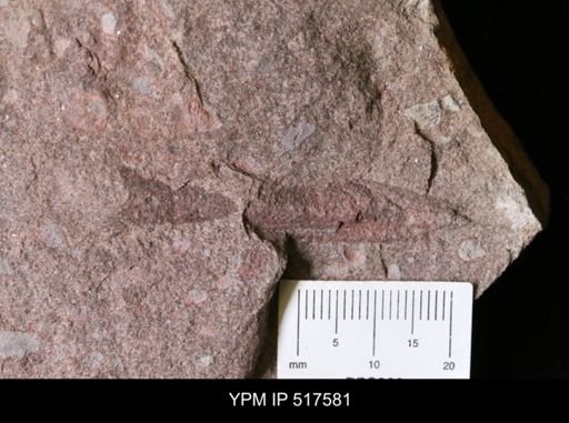 undet. Arthropoda