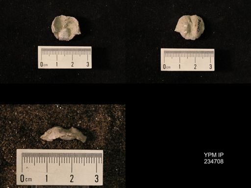 Marginifera splendens