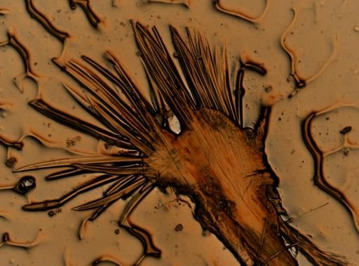 Harmothoe rarispina