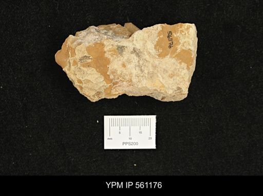 Scaphites sp.