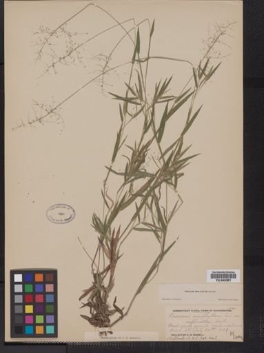 Panicum implicatum