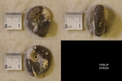 Jeletzkytes nebrascensis