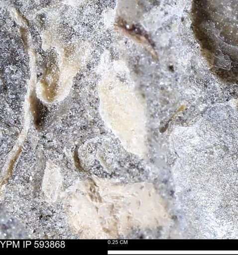 undet. Mollusca
