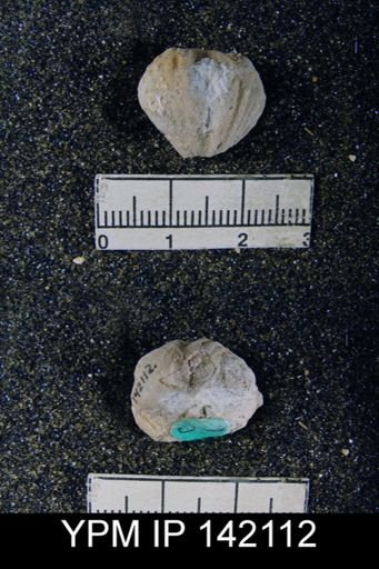Spiriferina multiplicata