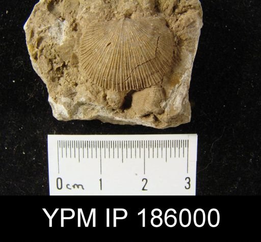 Derbya crassa