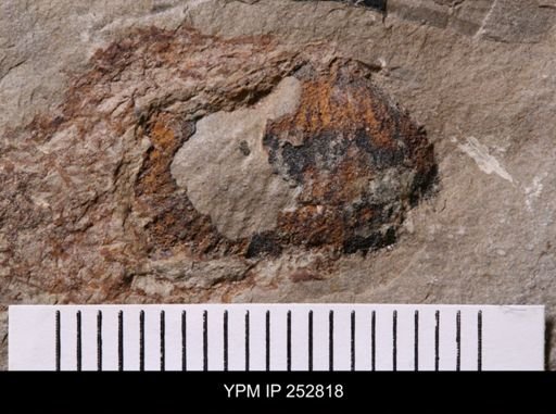 Diraphora sp.