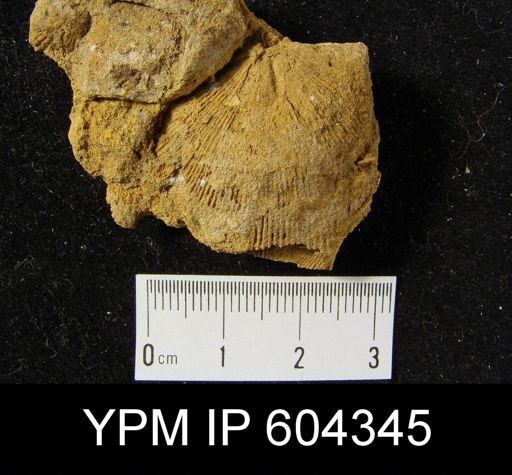 undet. Strophomenida