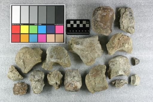 Metamynodon planiceps