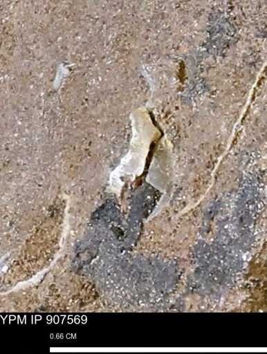 undet. Mollusca