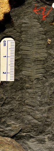Pecopteris platyrachys