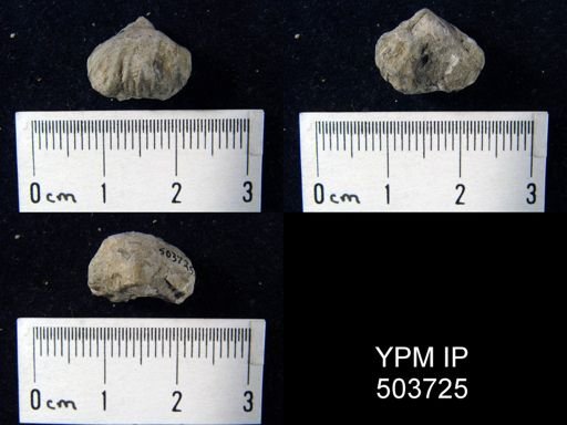Pugnax osagensis