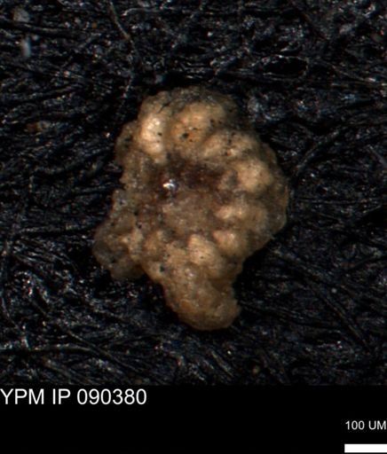 Foraminiferida