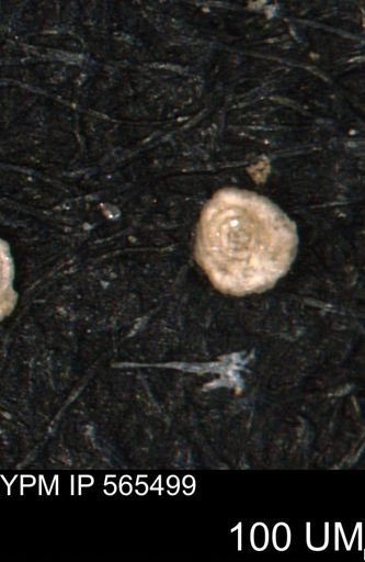 Spirolocammina planula