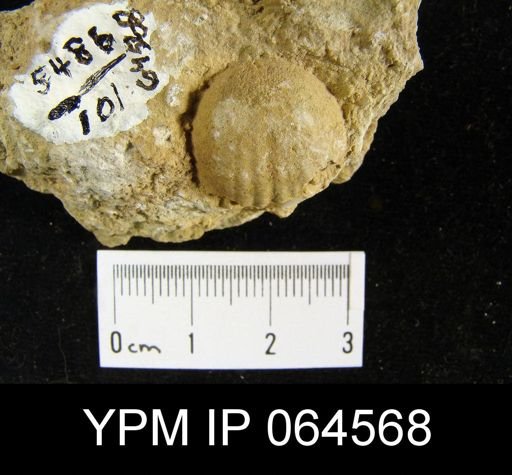 Sieberella roemeri
