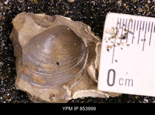 Limopsis striatopunctatus