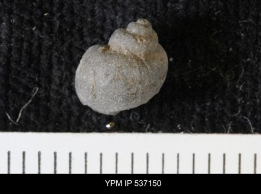 Viviparus montanaensis