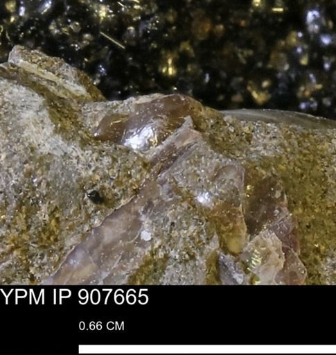 Hoploscaphites sp.