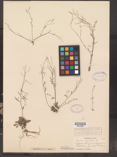 Arabis lyrata