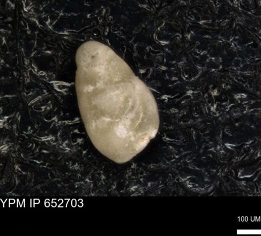 undet. Foraminiferida