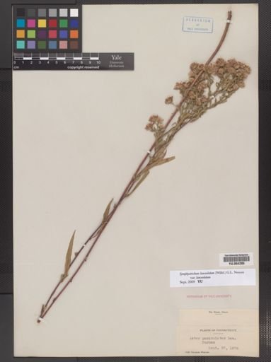 Symphyotrichum lanceolatum