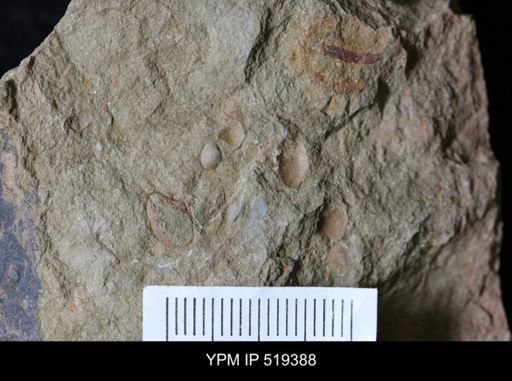undet. Bivalvia