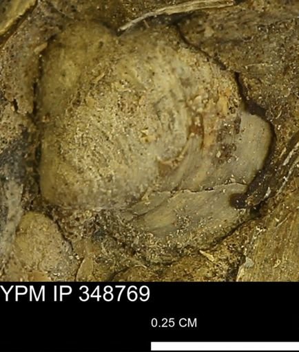 undet. Bivalvia